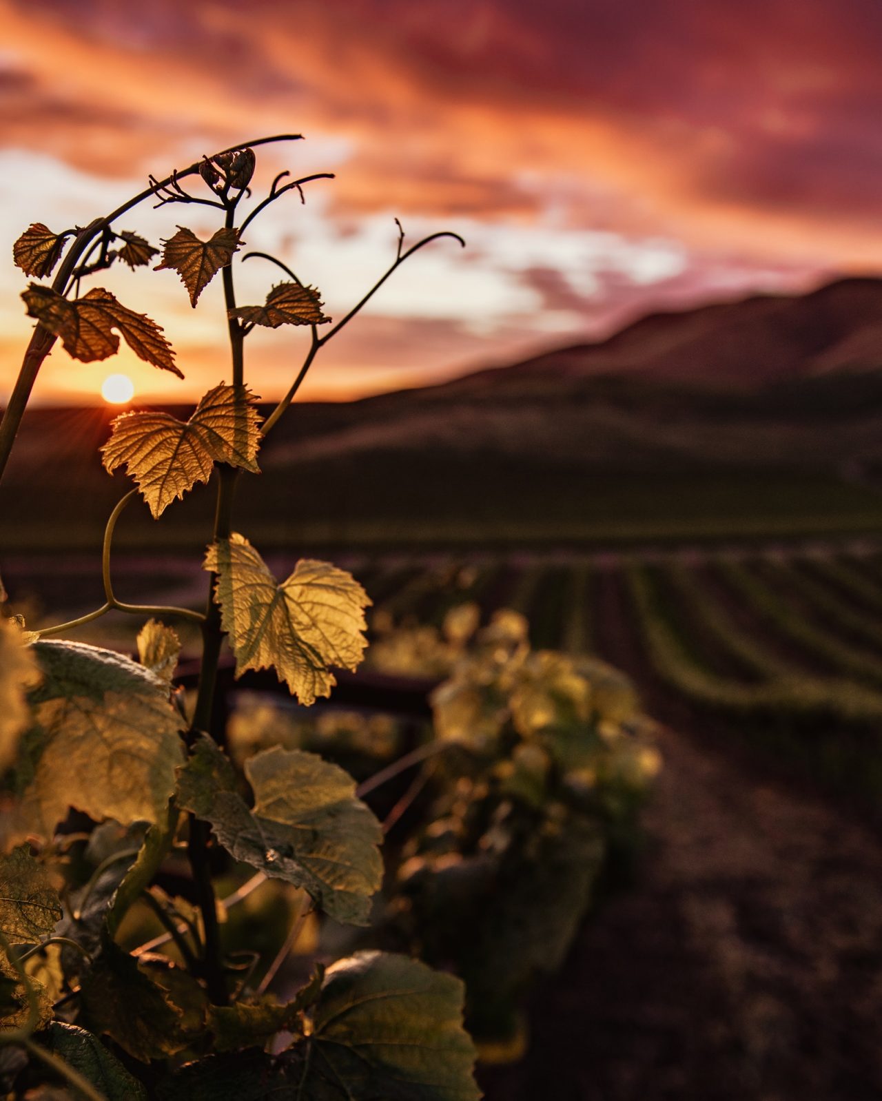 Vineyards in countryside of France at sunset