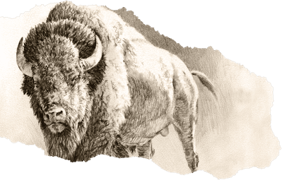 Pencil drawing of Buffalo Trace buffalo
