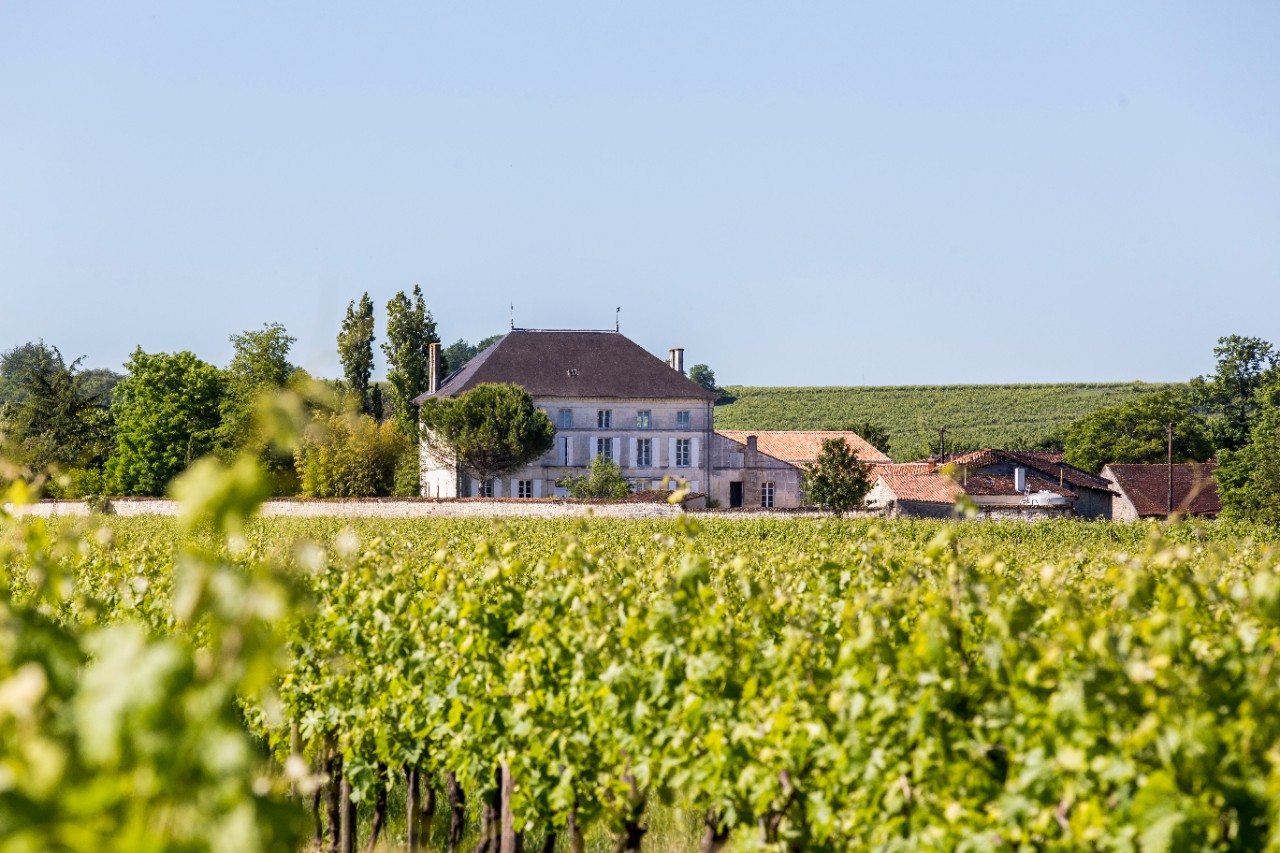 Domaine Sazerac de Segonzac vineyard and landscape