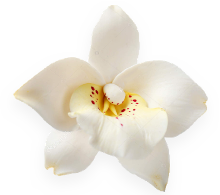 Vanilla flower