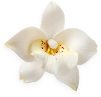 Close up of a vanilla plant flower